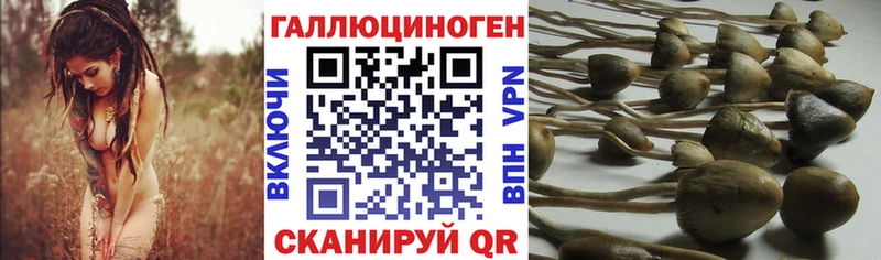 OMG маркетплейс  Ленинградская  Галлюциногенные грибы Magic Shrooms  это телеграм  цена  